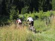 Waldkirchen-Bike-Marathon 2014